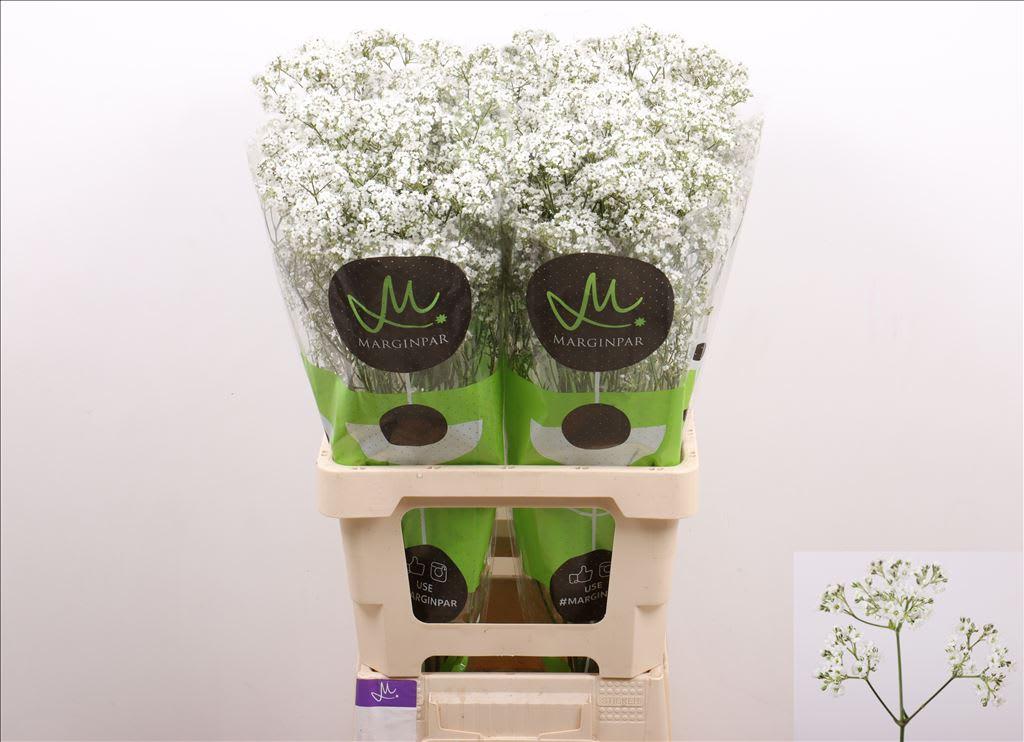 Срезанные цветы оптом Gyps million star daisy от 40шт из Голландии с доставкой по России