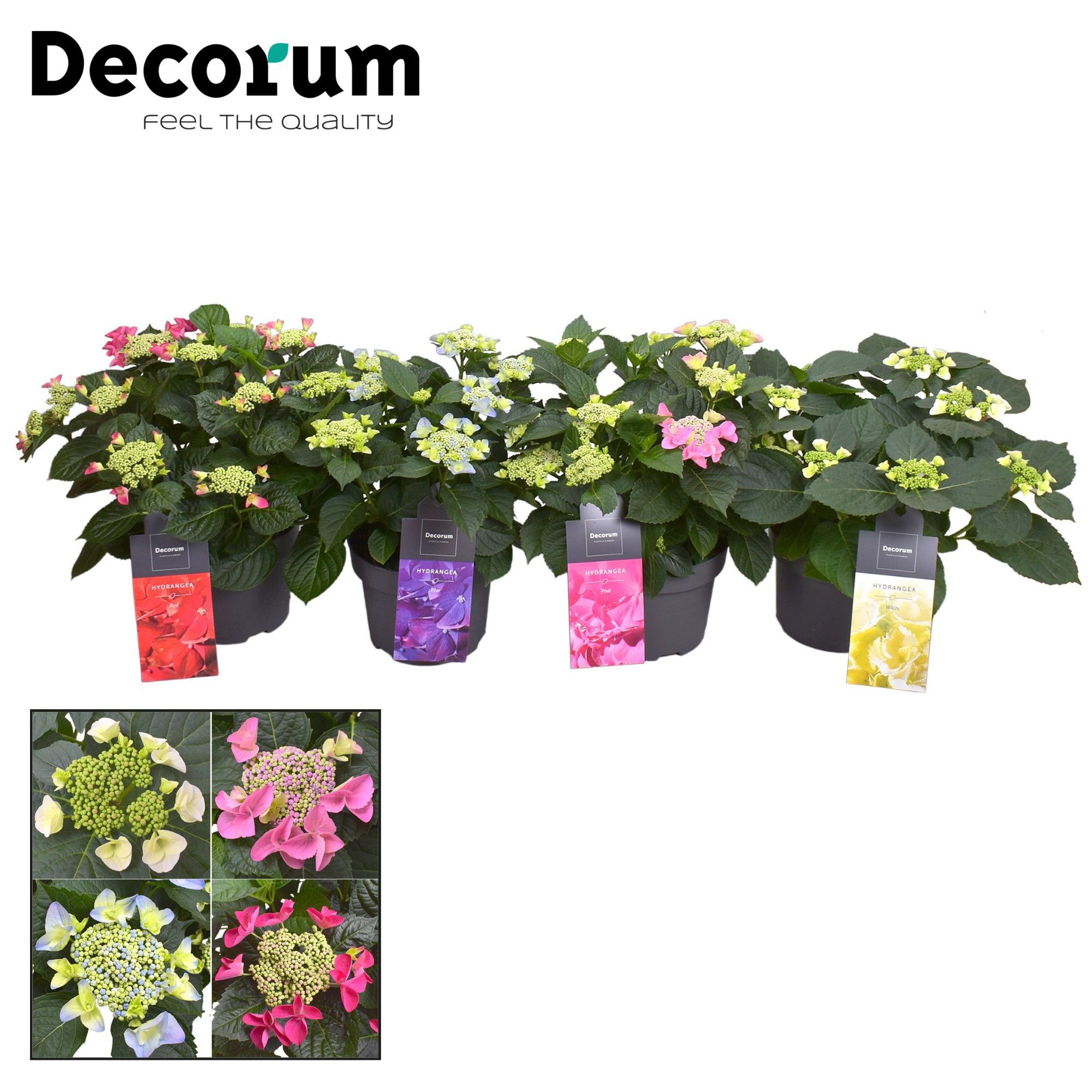 Горшечные цветы и растения оптом Hydrangea Teller Mix (decorum) от 1шт из Голландии с доставкой по России