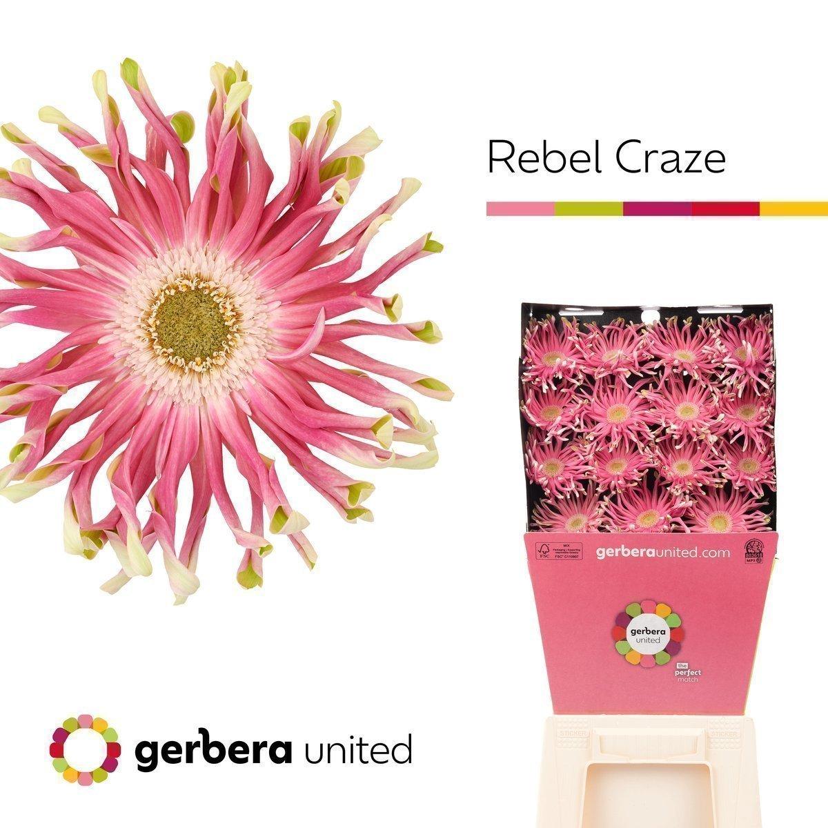Срезанные цветы оптом Gerbera diamond rebel craze от 15шт. из Голландии с доставкой по России