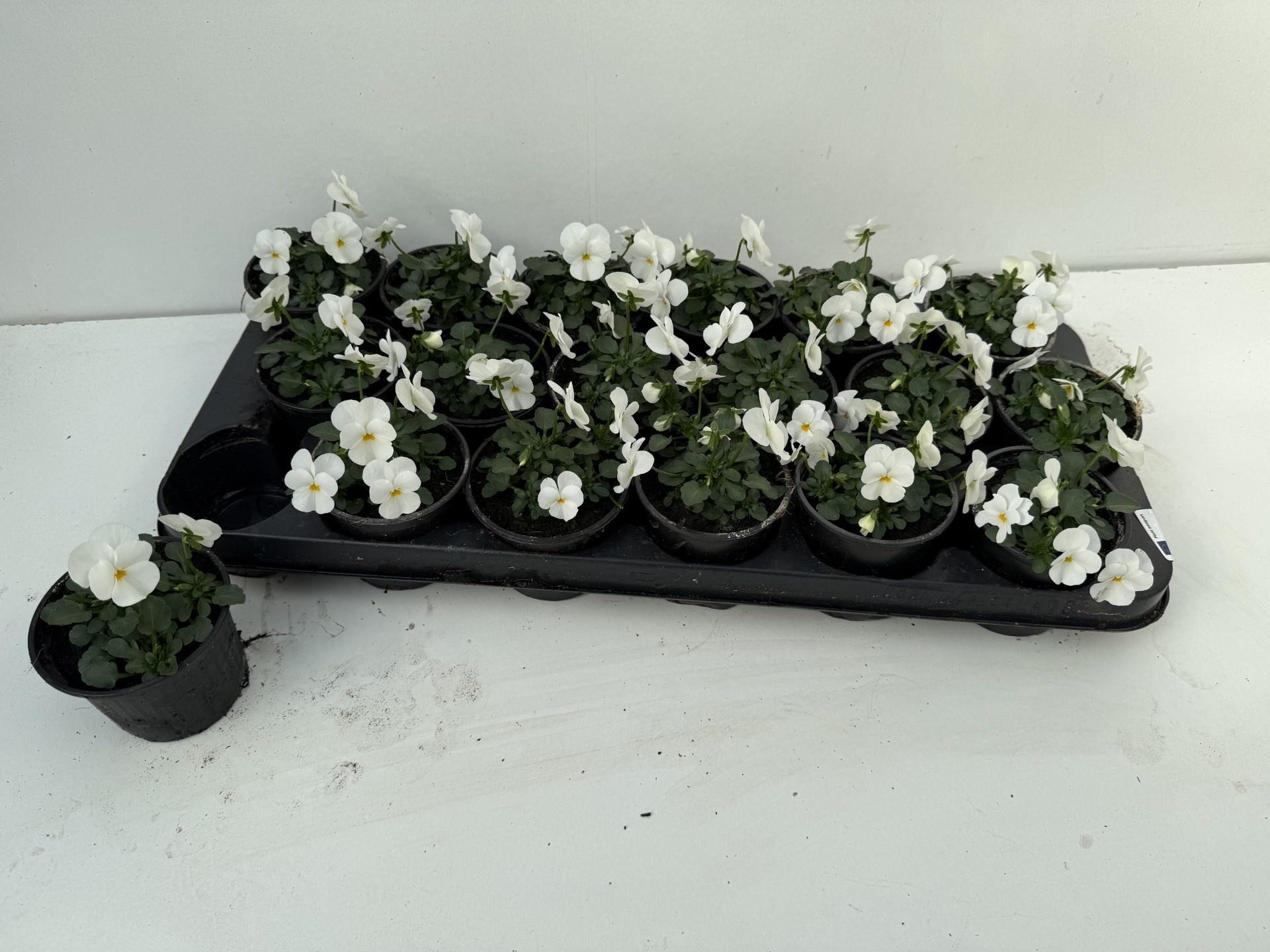 Горшечные цветы и растения оптом Vio Co Sorbet Gem от 18шт (для телеги) из Голландии с доставкой по России