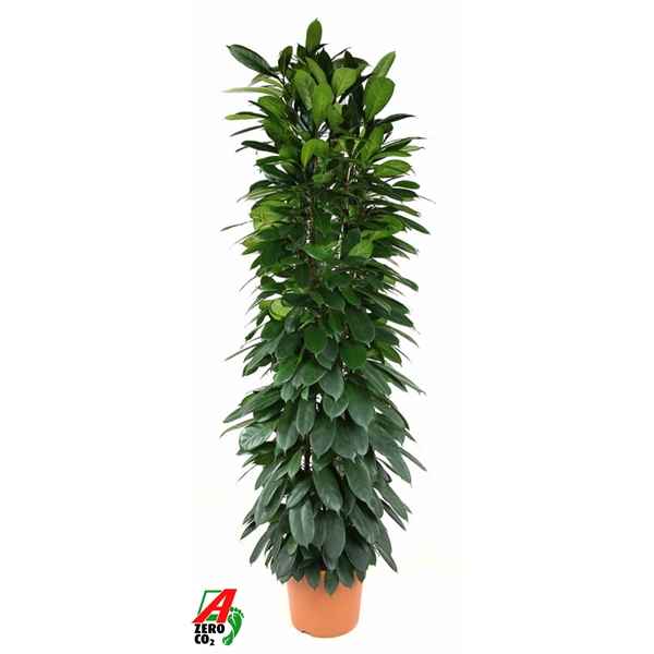 Горшечные цветы и растения оптом Ficus Cyatistipula Zuil от 1шт из Голландии с доставкой по России