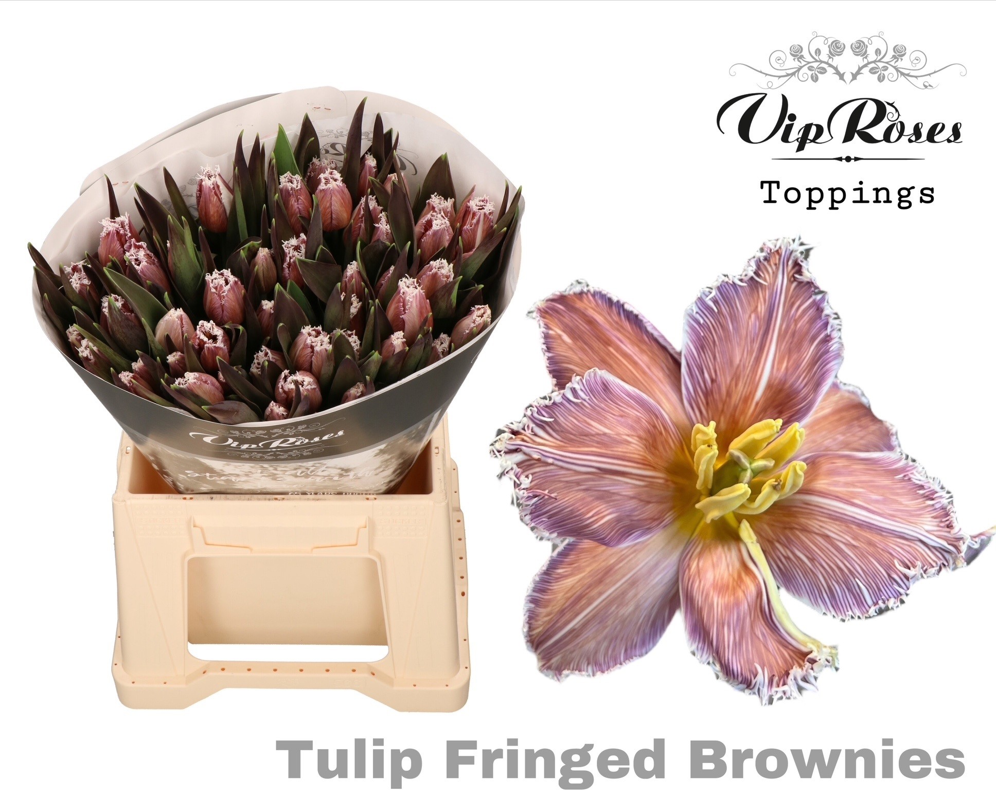 Срезанные цветы оптом Tulipa fr paint brownies от 50шт из Голландии с доставкой по России