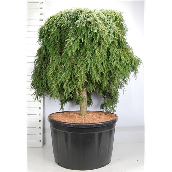 Горшечные цветы и растения оптом Tsuga Can Cole Prostrate от 1шт из Голландии с доставкой по России