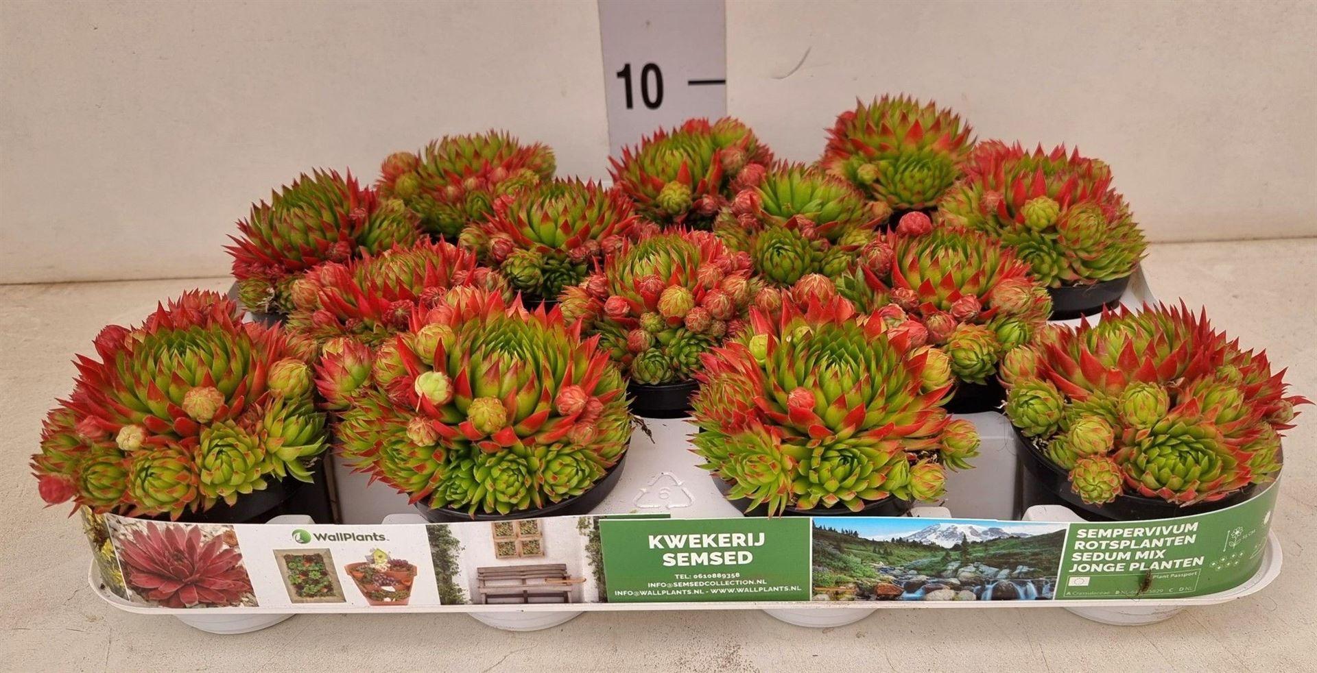 Горшечные цветы и растения оптом Sempervivum ... от 16шт (для телеги) из Голландии с доставкой по России