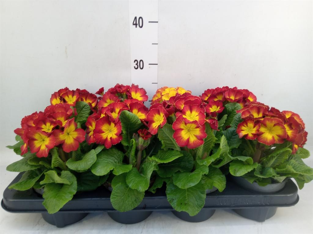 Горшечные цветы и растения оптом Primula Elat. от 8шт из Голландии с доставкой по России