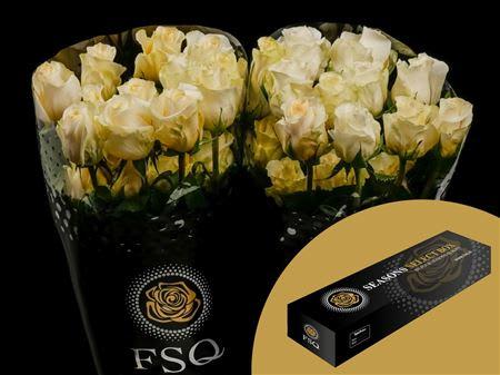 Срезанные цветы оптом Rosa ec creme de la creme от 50шт из Голландии с доставкой по России
