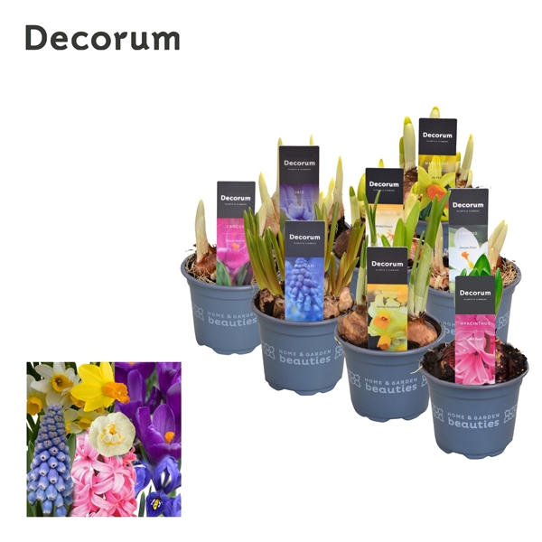 Горшечные цветы и растения оптом Bulb Mix (decorum) от 18шт из Голландии с доставкой по России