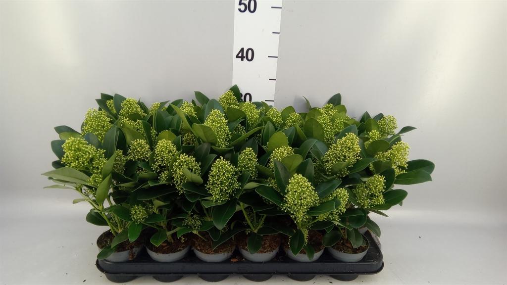 Горшечные цветы и растения оптом Skimmia Jap. finchy от 18шт (для телеги) из Голландии с доставкой по России