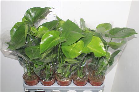 Горшечные цветы и растения оптом Monstera Deliciosa от 10шт из Голландии с доставкой по России