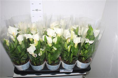 Горшечные цветы и растения оптом Zant Capt Fresco 5+ от 10шт из Голландии с доставкой по России