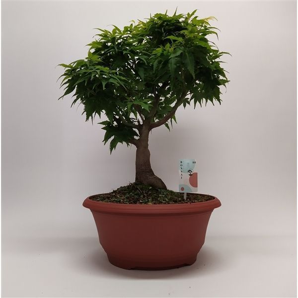 Горшечные цветы и растения оптом Bonsai Acer Palmatum Sharp S Pygmy от 1шт из Голландии с доставкой по России