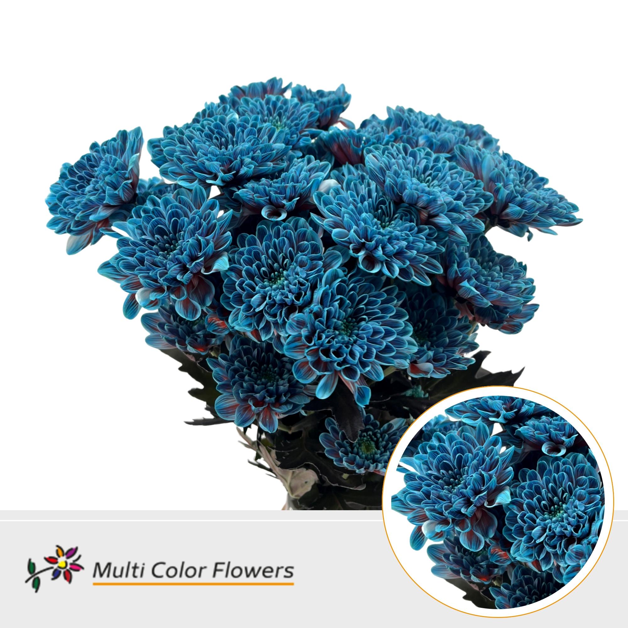 Срезанные цветы оптом Chrys sp paint altaj terra blue от 40шт из Голландии с доставкой по России