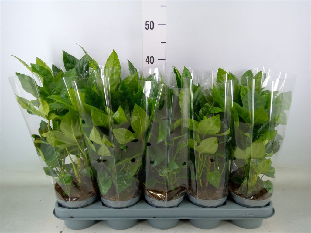 Горшечные цветы и растения оптом Fatsia Japonica от 10шт из Голландии с доставкой по России