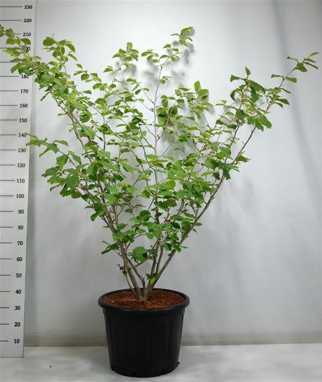 Горшечные цветы и растения оптом Hamamelis Int Westerstede от 1шт из Голландии с доставкой по России