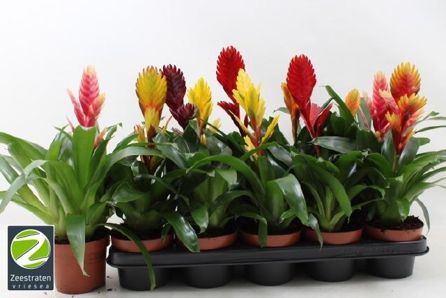 Горшечные цветы и растения оптом Vriesea Mix от 10шт из Голландии с доставкой по России