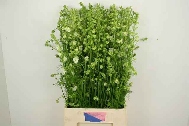 Срезанные цветы оптом Delphinium la qis white (consolida) от 70шт из Голландии с доставкой по России