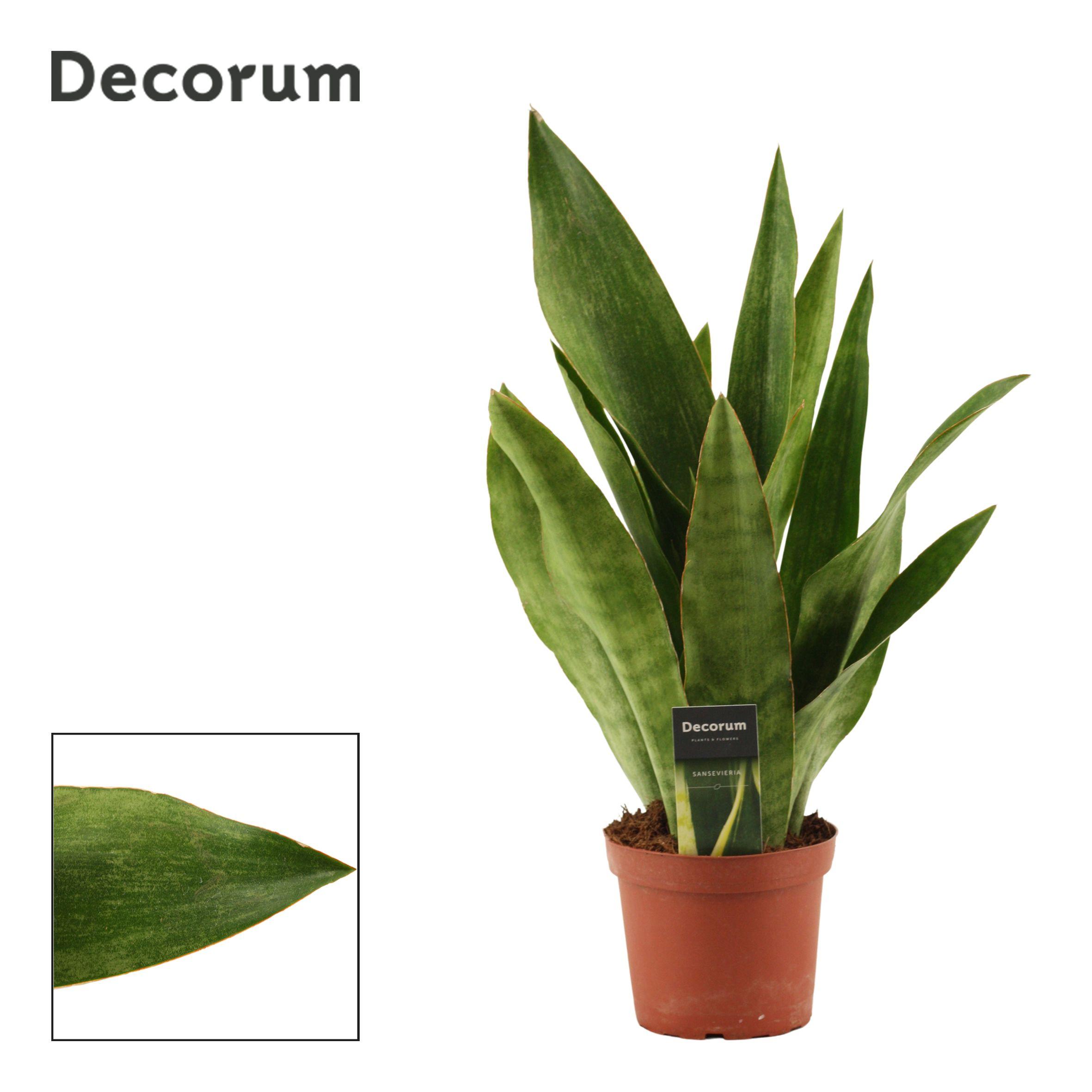 Горшечные цветы и растения оптом Sansevieria Aubrytiana Graylin (decorum) от 7шт из Голландии с доставкой по России