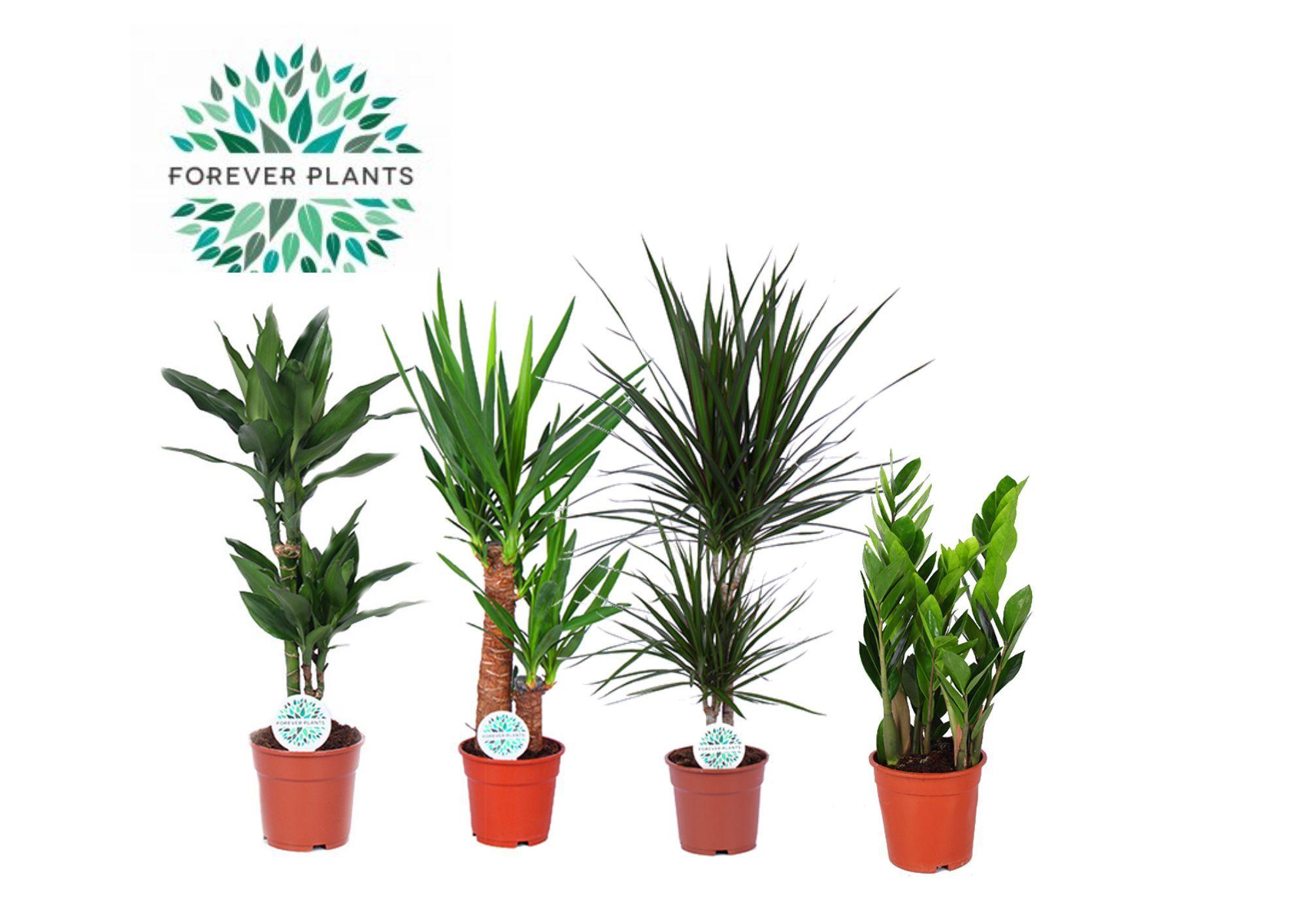Горшечные цветы и растения оптом Plantmix Santos (forever) от 6шт из Голландии с доставкой по России