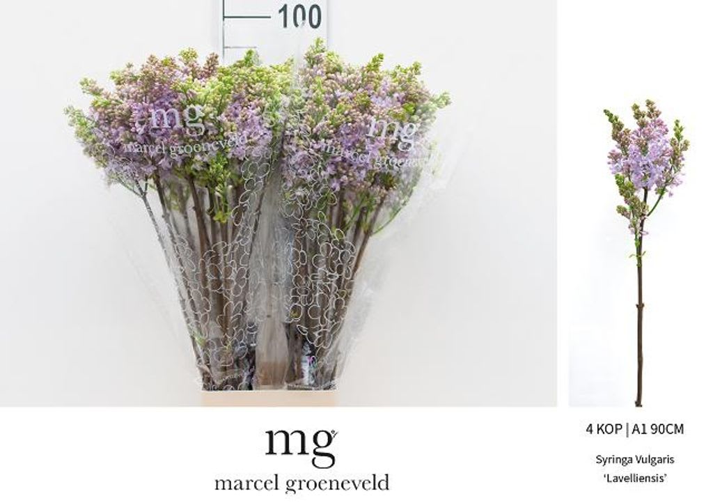 Срезанные цветы оптом Syringa lavaliensis от 30шт из Голландии с доставкой по России