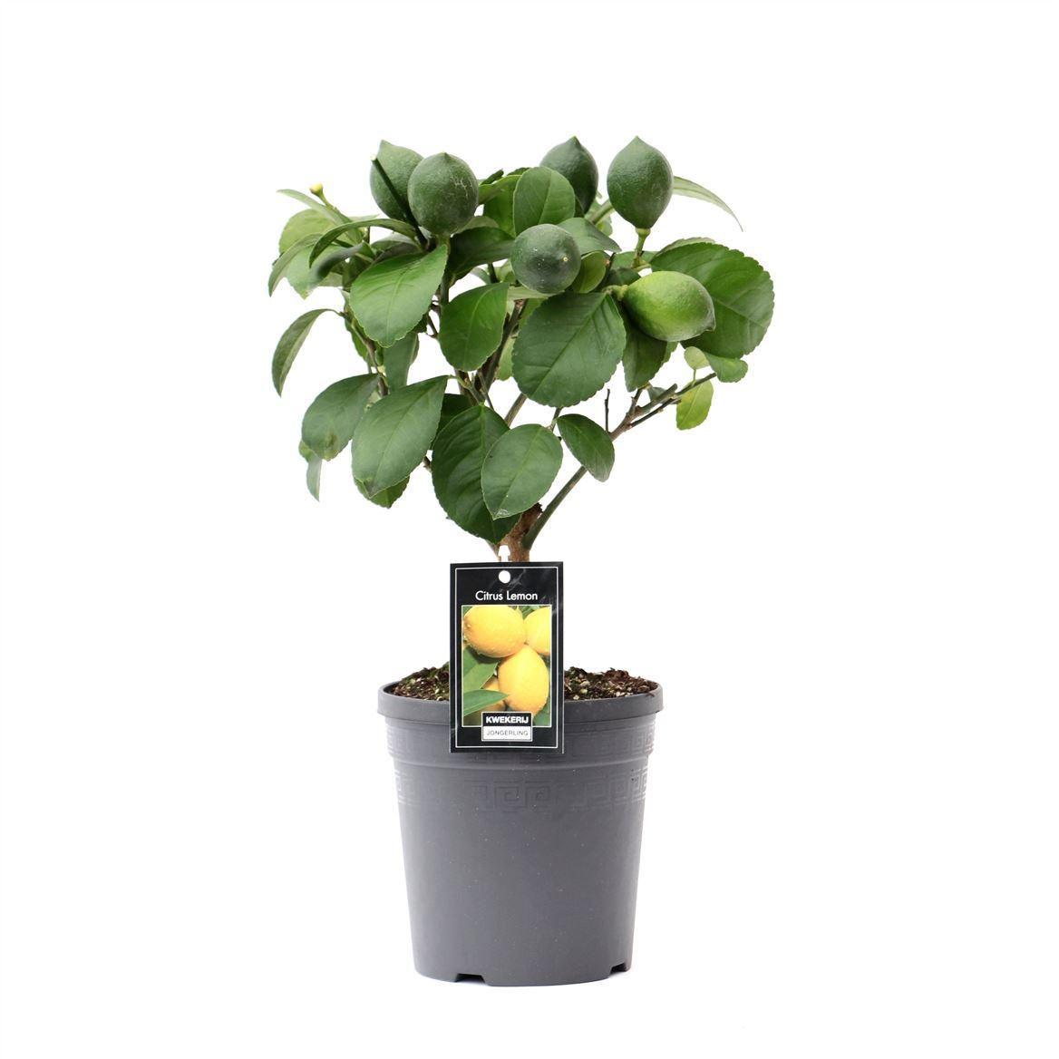 Горшечные цветы и растения оптом Citrus Lemon On Stem от 6шт (для телеги) из Голландии с доставкой по России