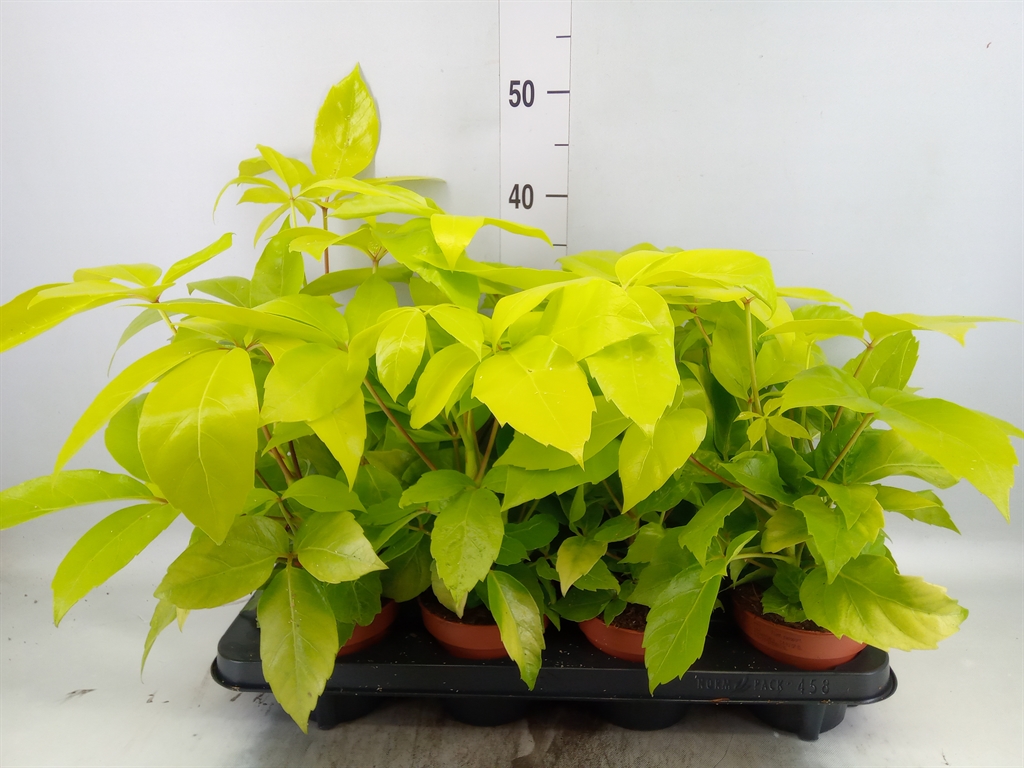 Горшечные цветы и растения оптом Schefflera Actin. от 8шт из Голландии с доставкой по России