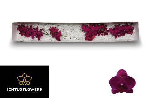 Срезанные цветы оптом Phalaenopsis montreux (per flower) от 50шт. из Голландии с доставкой по России