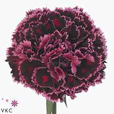 Срезанные цветы оптом Dianthus st nobbio burgundy от 80шт из Голландии с доставкой по России