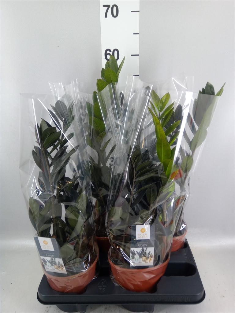 Горшечные цветы и растения оптом Zamioculcas Zamiifolia dowon от 4шт из Голландии с доставкой по России