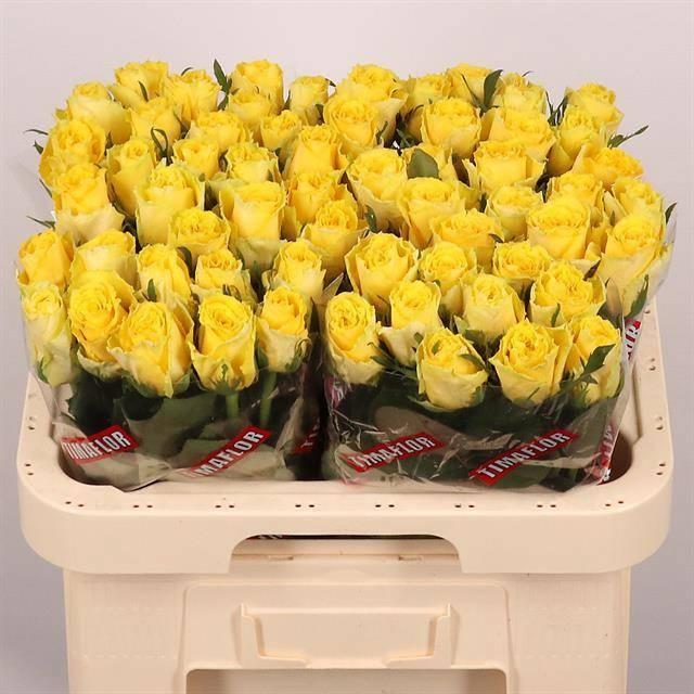 Срезанные цветы оптом Rosa large good times от 60шт из Голландии с доставкой по России