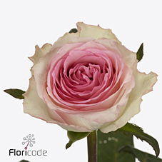Срезанные цветы оптом Rosa large mandala от 40шт из Голландии с доставкой по России