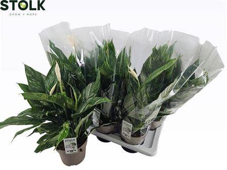 Горшечные цветы и растения оптом Spath Diamond Variegata + Flowers от 6шт из Голландии с доставкой по России