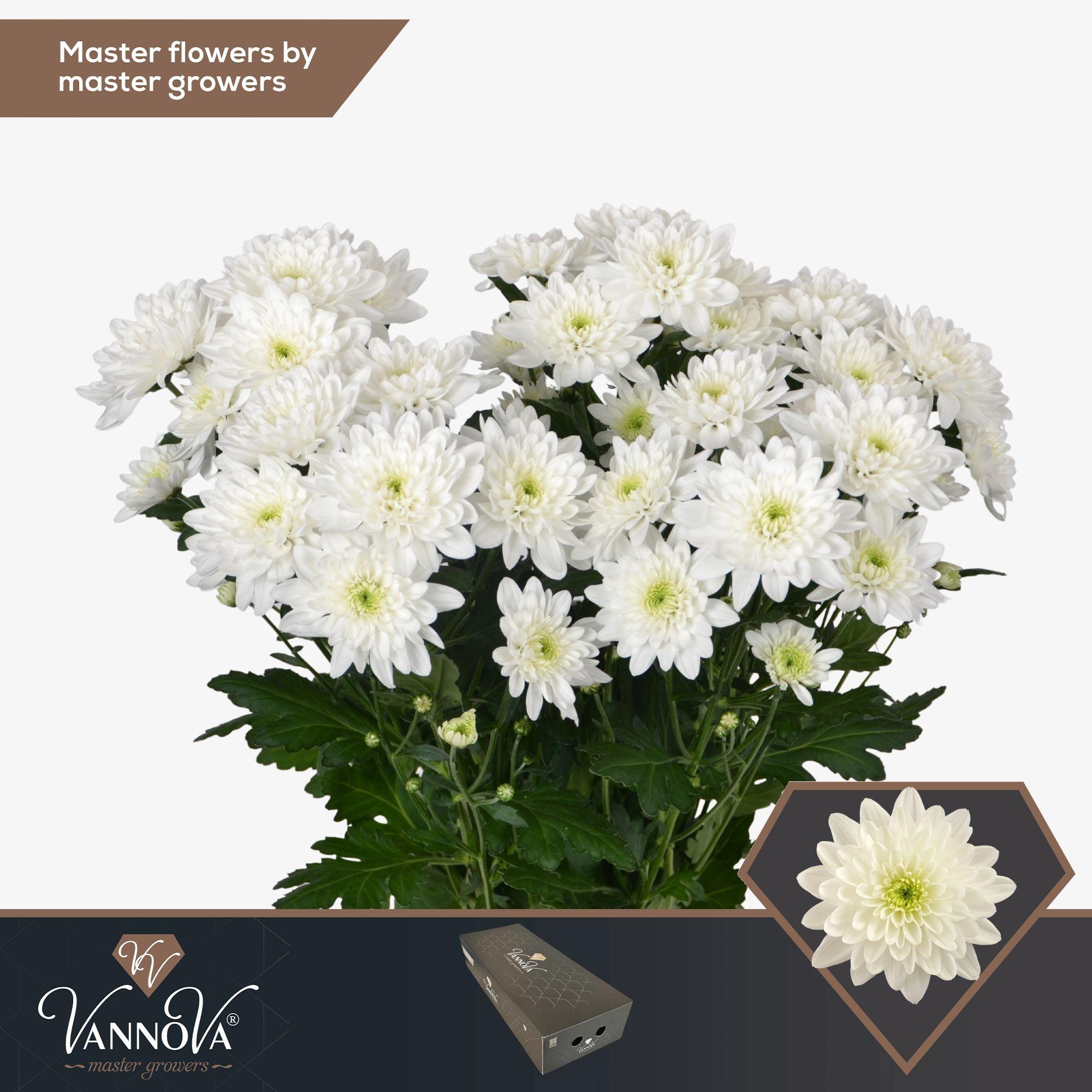 Срезанные цветы оптом Chrys sp pina colada от 140шт из Голландии с доставкой по России