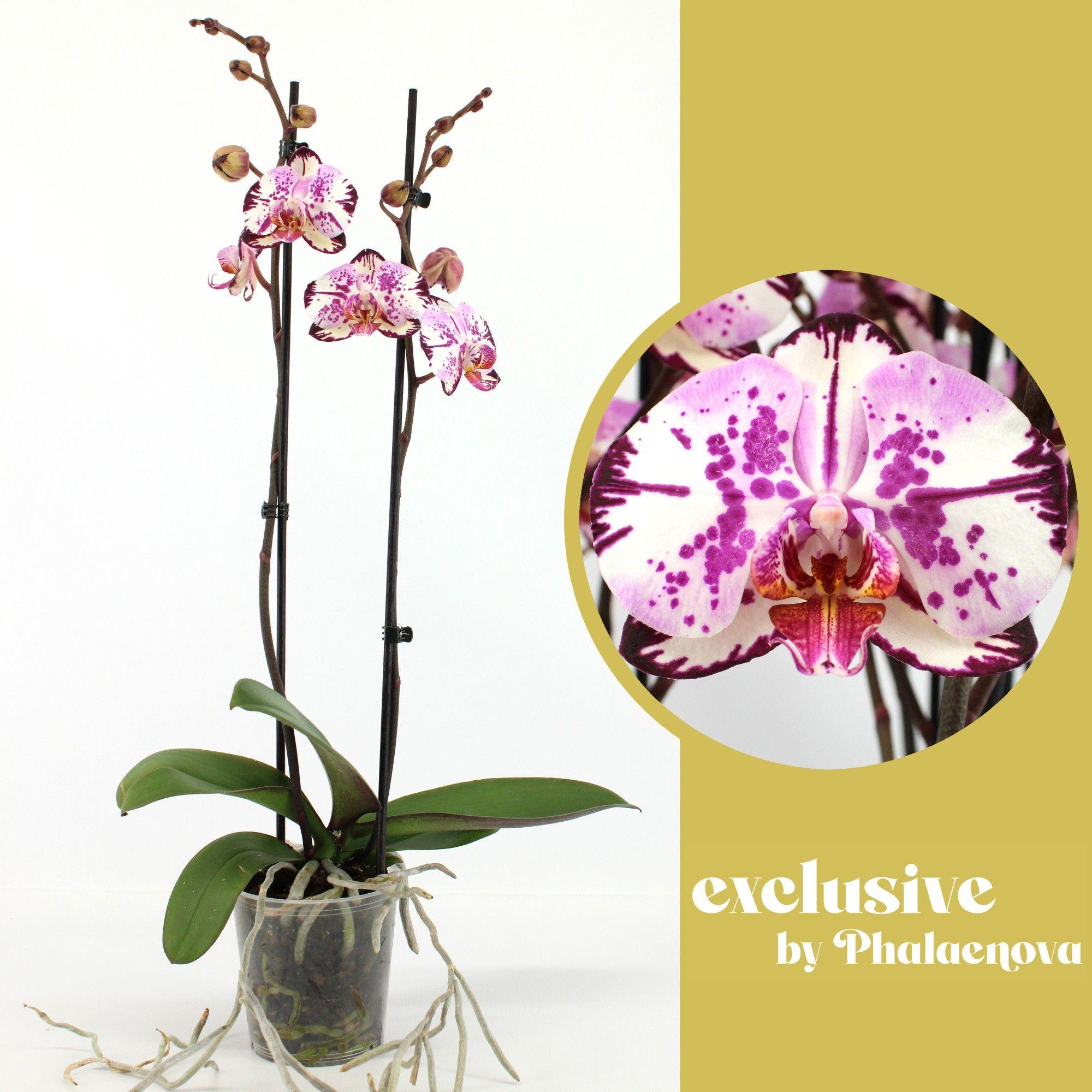 Горшечные цветы и растения оптом Phal 2st Magic Art 14+ (phalaenova) от 10шт из Голландии с доставкой по России