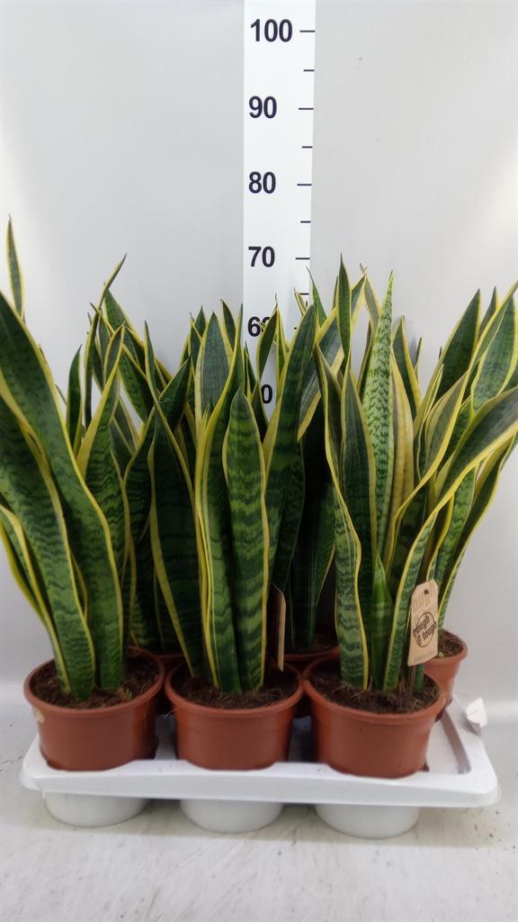 Горшечные цветы и растения оптом Sansevieria Trifa. laurentii A от 6шт из Голландии с доставкой по России