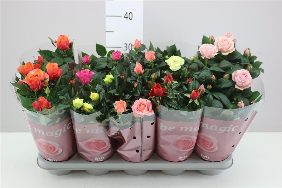 Горшечные цветы и растения оптом Rosa Beau Monde Gemengd от 10шт из Голландии с доставкой по России