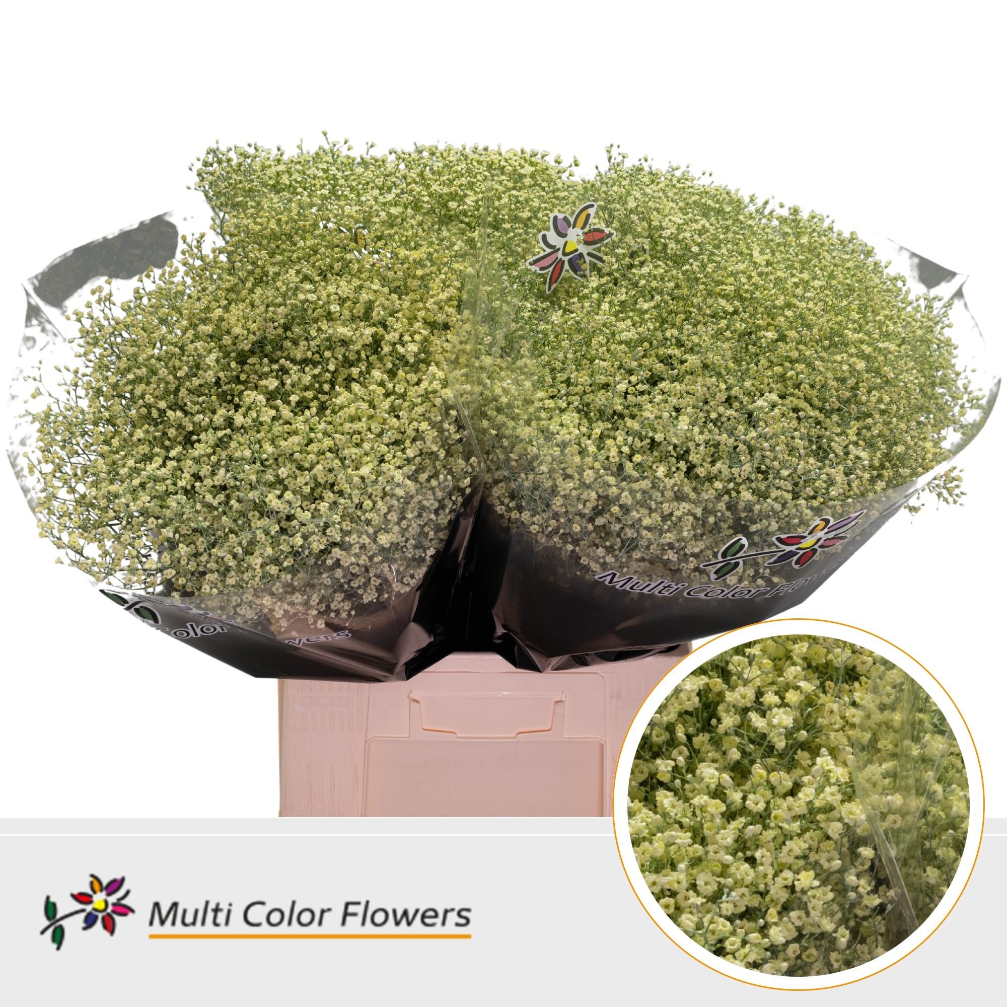 Срезанные цветы оптом Gyps fine paint cream от 100шт из Голландии с доставкой по России