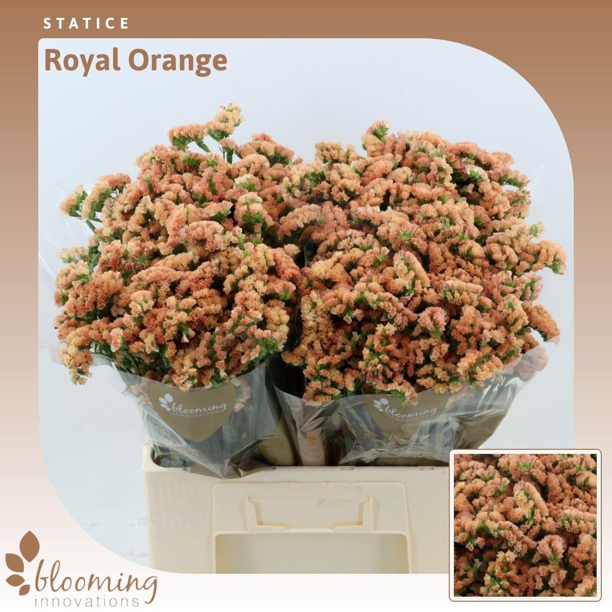 Срезанные цветы оптом Statice royal orange от 100шт из Голландии с доставкой по России