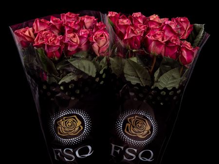 Срезанные цветы оптом Rosa ec purple barista от 40шт из Голландии с доставкой по России