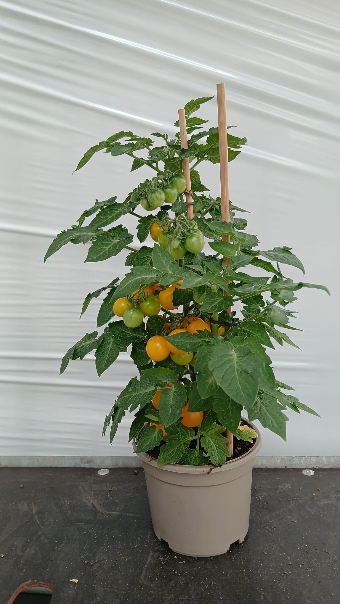 Горшечные цветы и растения оптом Tomatenplanten от 4шт из Голландии с доставкой по России