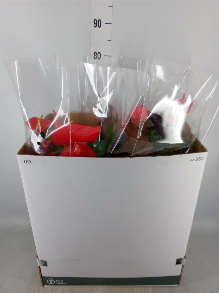 Горшечные цветы и растения оптом Anthurium   ...mix от 4шт из Голландии с доставкой по России