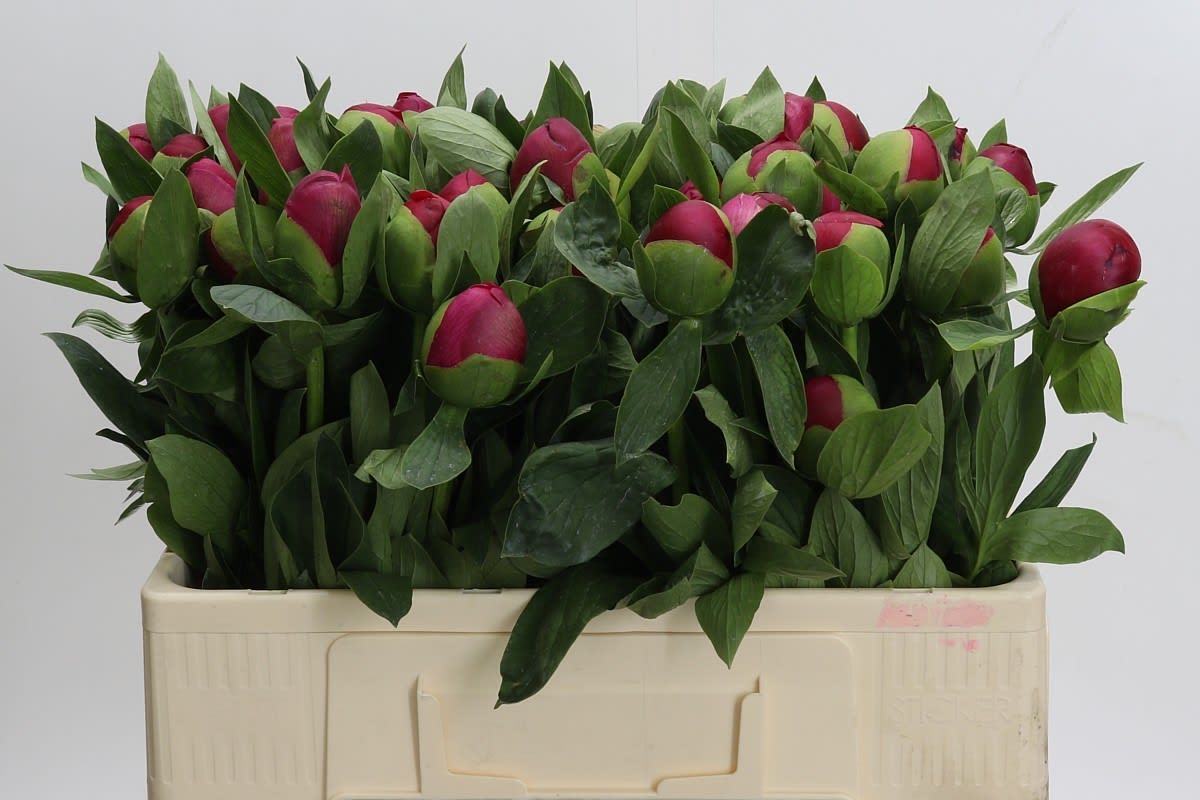 Срезанные цветы оптом Paeonia belgravia от 40шт из Голландии с доставкой по России