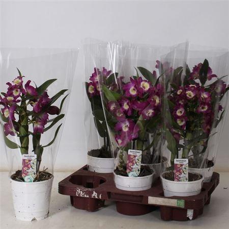 Горшечные цветы и растения оптом Dend Nobile 1-2 Branches от 6шт из Голландии с доставкой по России