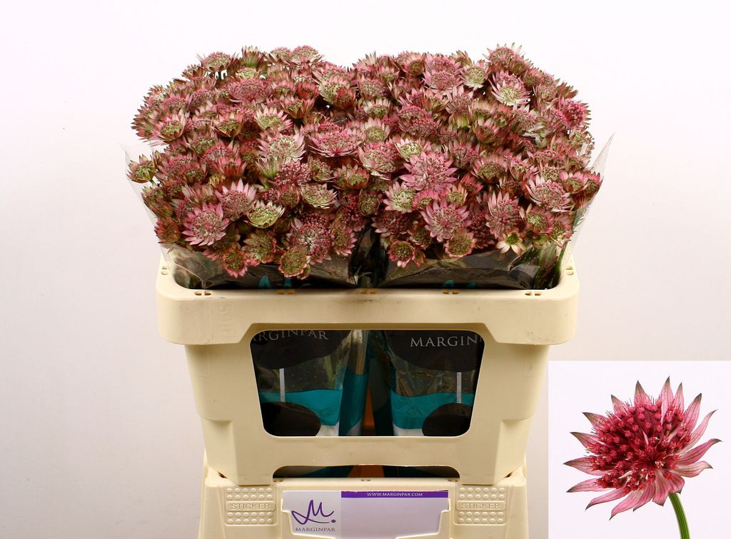 Срезанные цветы оптом Astrantia roma от 100шт из Голландии с доставкой по России
