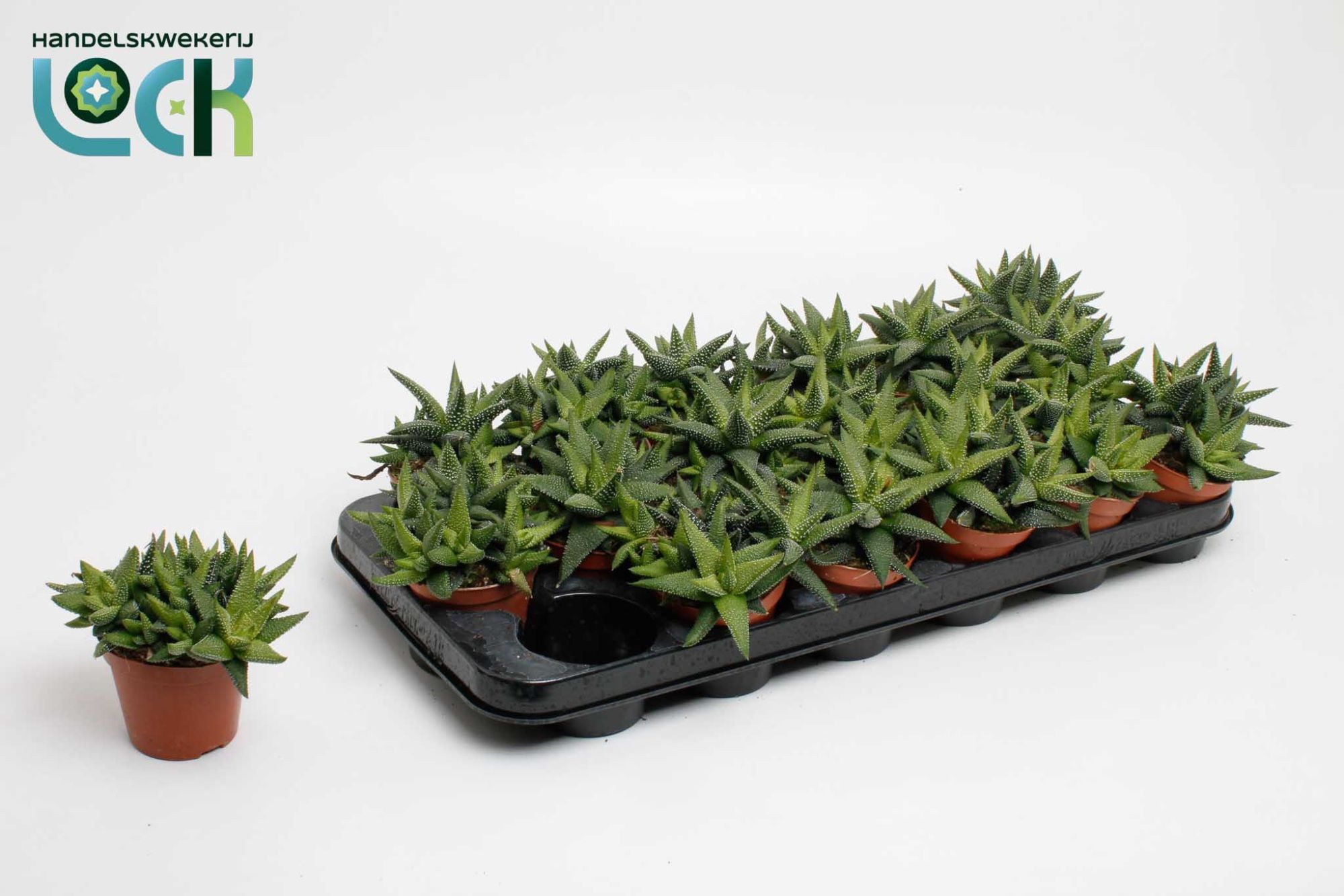 Горшечные цветы и растения оптом Haworthia Enon от 12шт (для телеги) из Голландии с доставкой по России