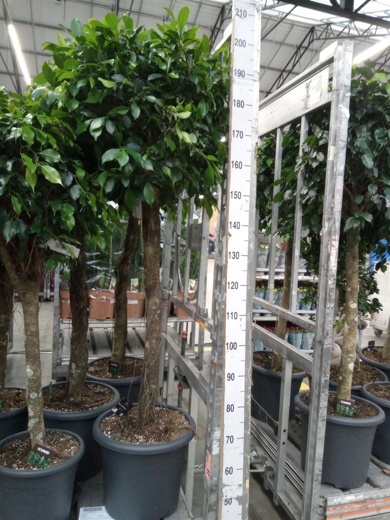 Горшечные цветы и растения оптом Ficus Microcarpa   ... от 1шт из Голландии с доставкой по России