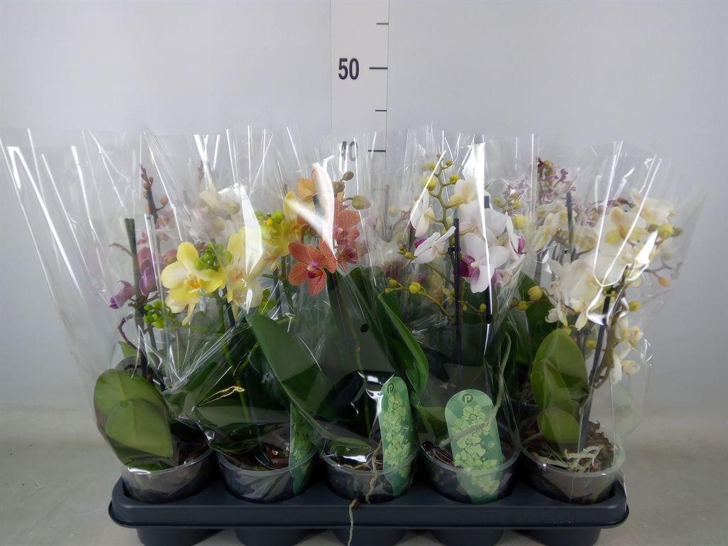 Горшечные цветы и растения оптом Phalaenopsis Multi. ...mix 4 от 10шт из Голландии с доставкой по России Горшечные цветы и растения оптом Phalaenopsis Multi. ...mix 4 от 10шт из Голландии с доставкой по России