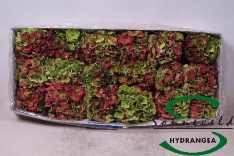 Срезанные цветы оптом Hydrangea mix red green от 21шт из Голландии с доставкой по России