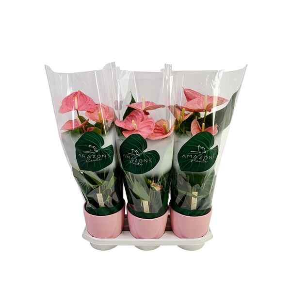 Горшечные цветы и растения оптом Anth An Pink 4+ Ceramic (amazone) от 3шт из Голландии с доставкой по России