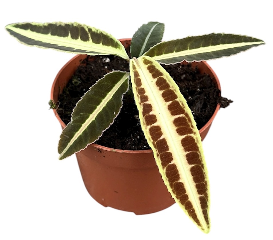 Горшечные цветы и растения оптом Labisia Jabi от 1шт из Голландии с доставкой по России