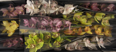 Срезанные цветы оптом Cymbidium mix от 10шт.. из Голландии с доставкой по России